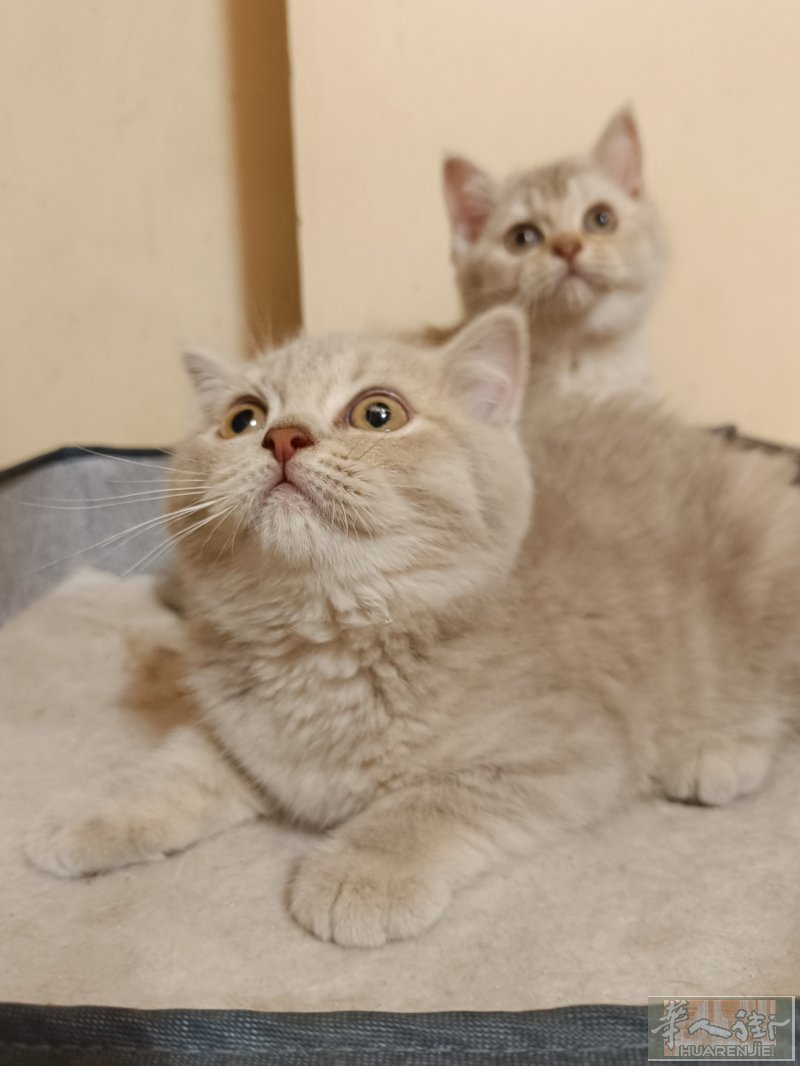 出售稀有色英短小奶猫 两个月大