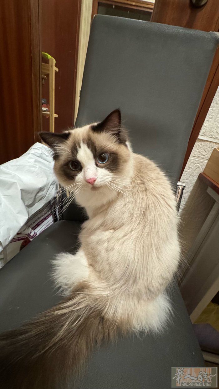在米兰有一只七个月的布偶猫公猫，乖巧听话，特别黏人，因为孩子对毛过敏出售500