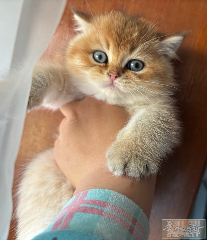 最后几只小猫找家 都有血统证疫苗齐全芯片正规猫舍 包绝育 血线可查 wx：meo