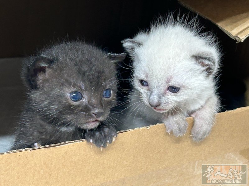 5月4日出生的小奶猫免费领养，可加微信联系