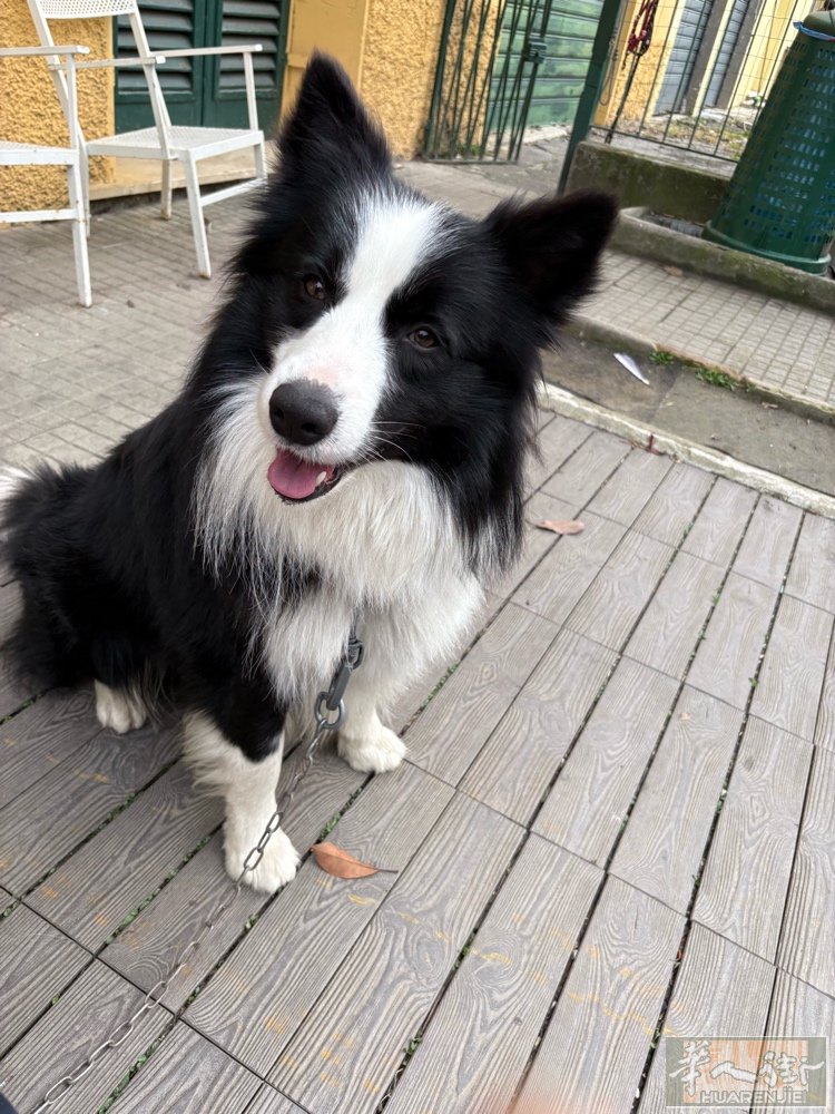 牧羊犬两岁送人，因为搬家没地方养，联系微信。   h 3382684499