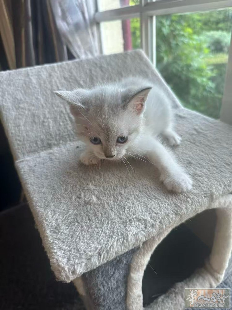 小猫宝宝找主人！ 可爱的小猫一个半月大啦，已经会吃猫食和用猫砂了。 帮他们寻找有