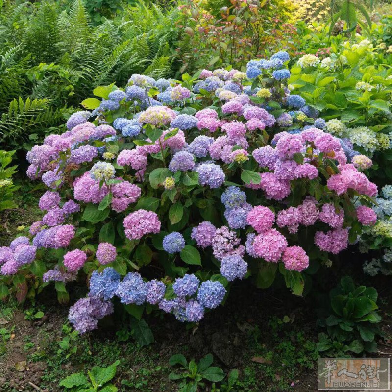绣球花：小树苗 10欧一颗 在93 电话0788275222