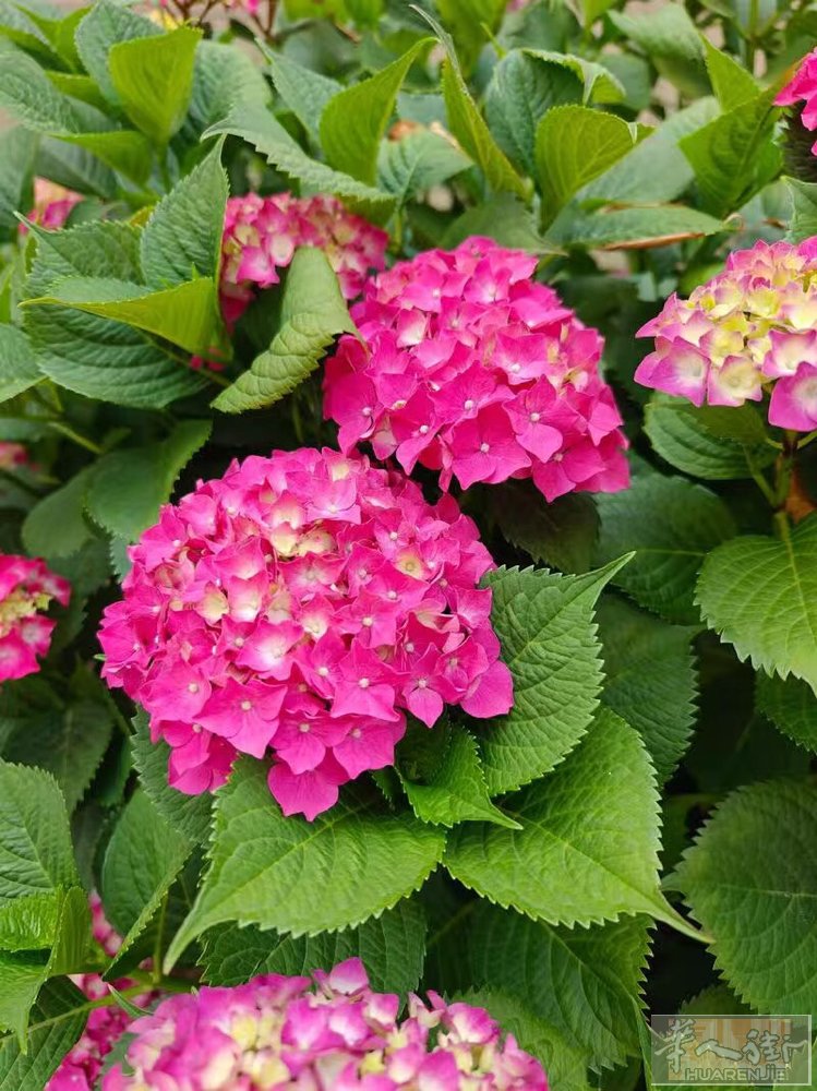 绣球花：小树苗 9欧一颗 已经开花了在93 电话0788275222