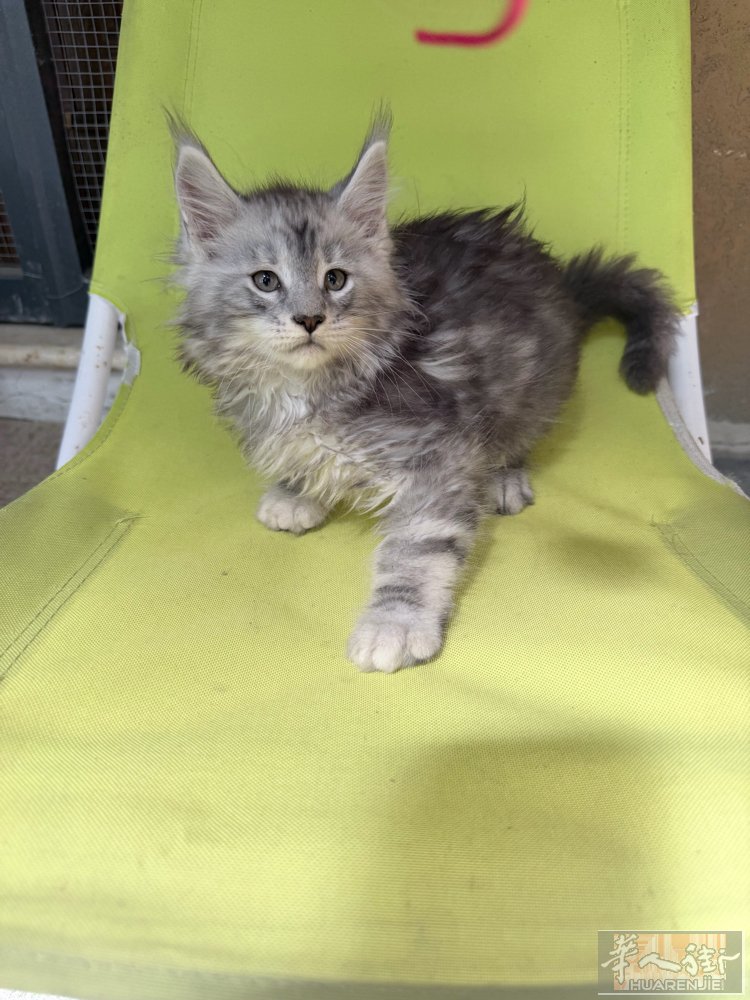 缅因猫舍Casa di Orlando