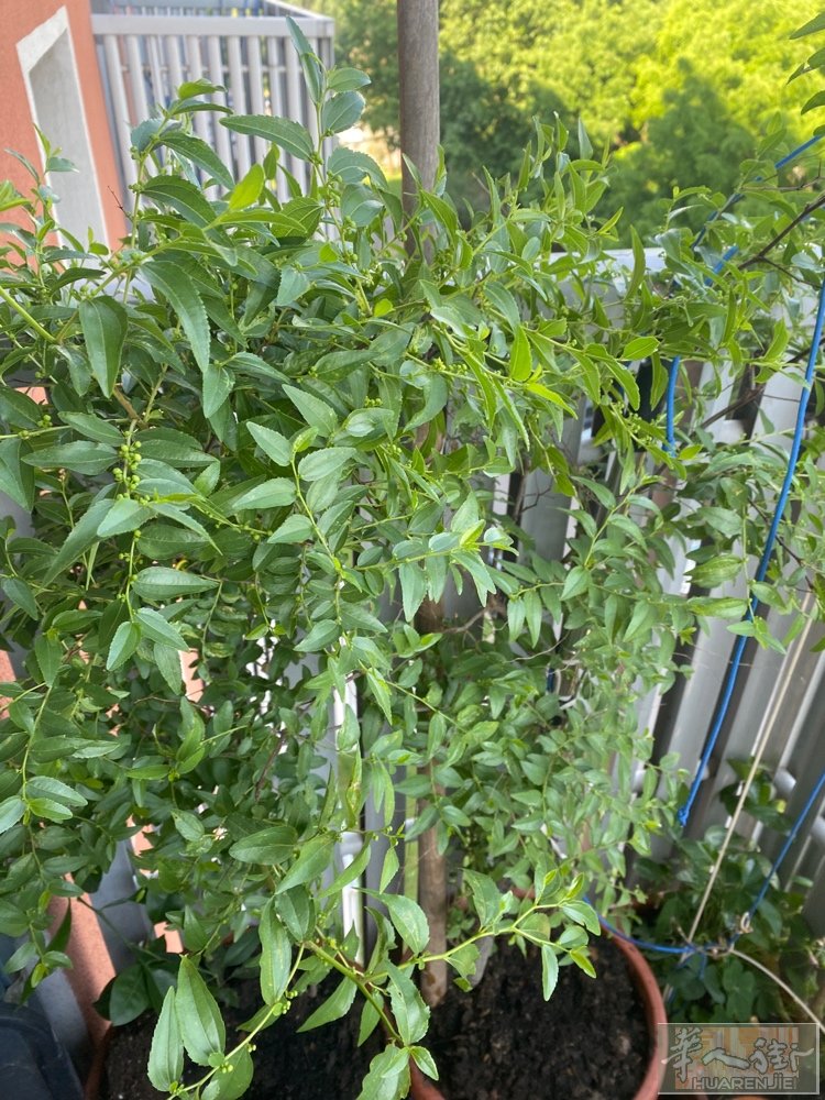红枣树开花了。3661666636