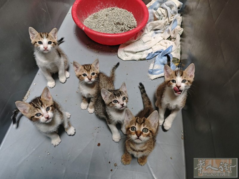 两个月的猫咪，有喜欢的可以交易3933344296 已断奶会用猫砂盆吃罐头，目前