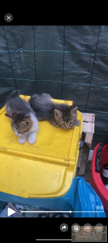 刚出生小猫 联系方式3294432071