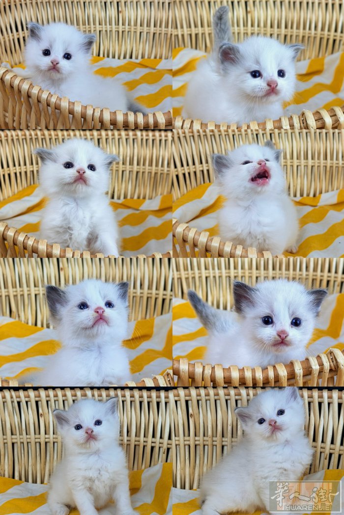 意大利Crisragdoll布偶猫舍 · 纯美新窝次开放预定