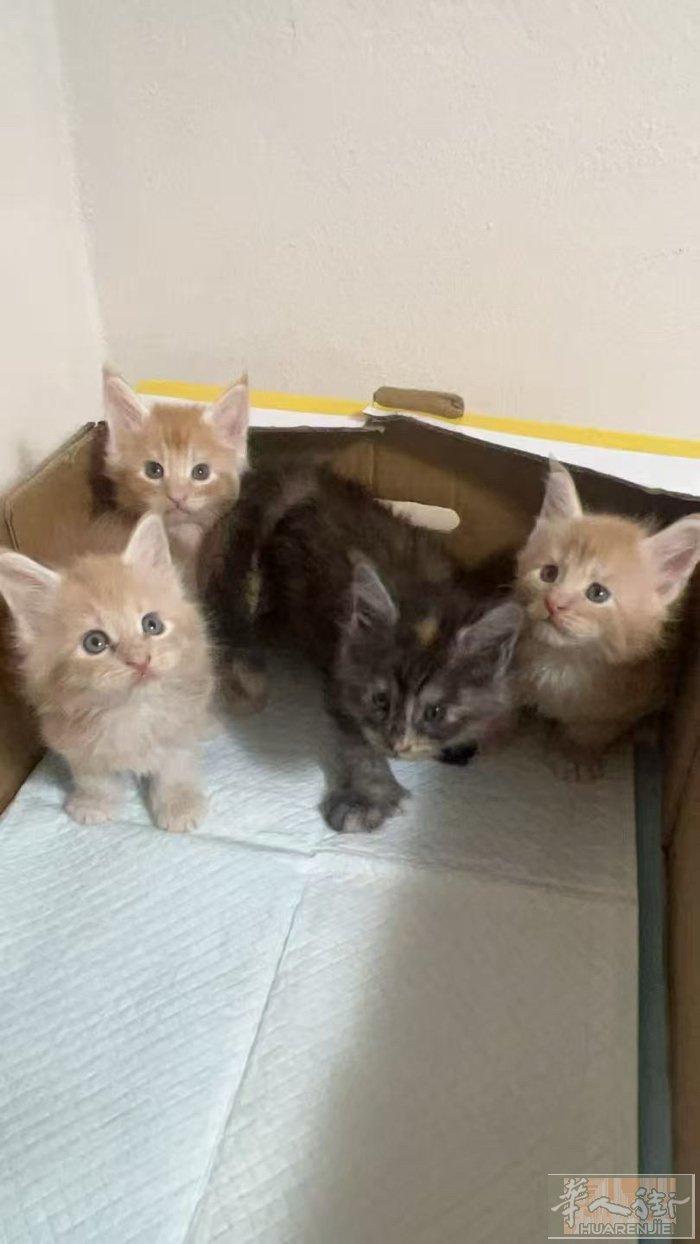 出售缅因猫  ，有意者联系！！