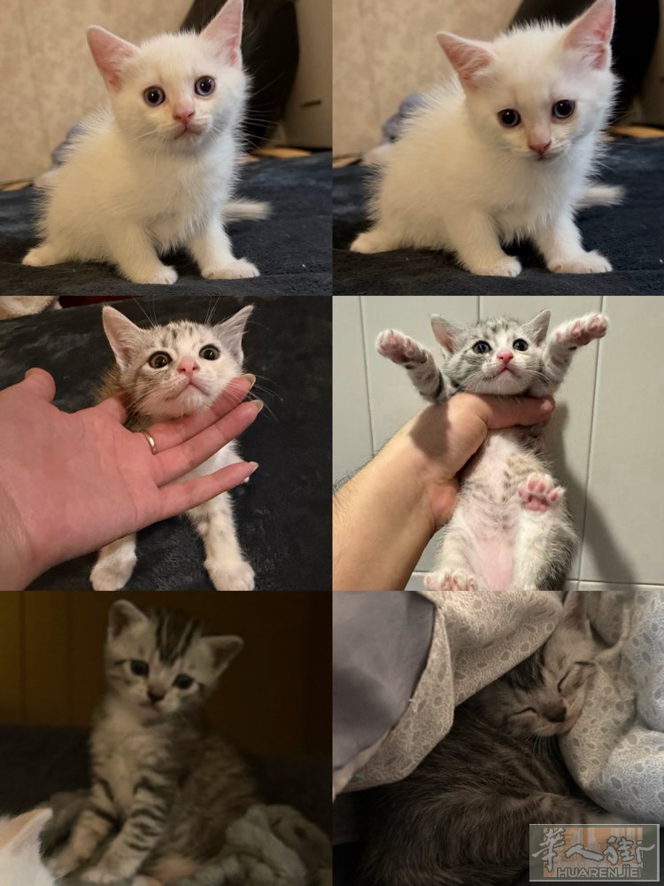 Empoli周边 两个月小奶猫（英短狸花猫串）有喜欢的➕wx Jessy123_