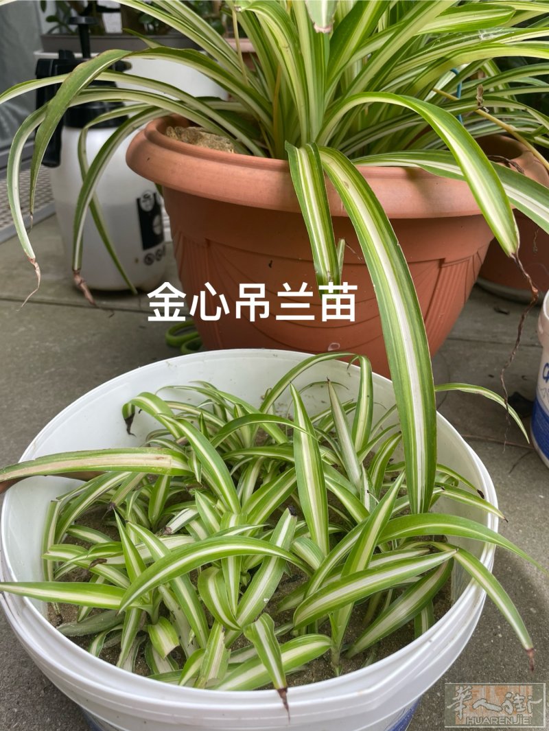 卖 吊兰花苗 草莓苗 丝瓜苗 秋葵苗 1€