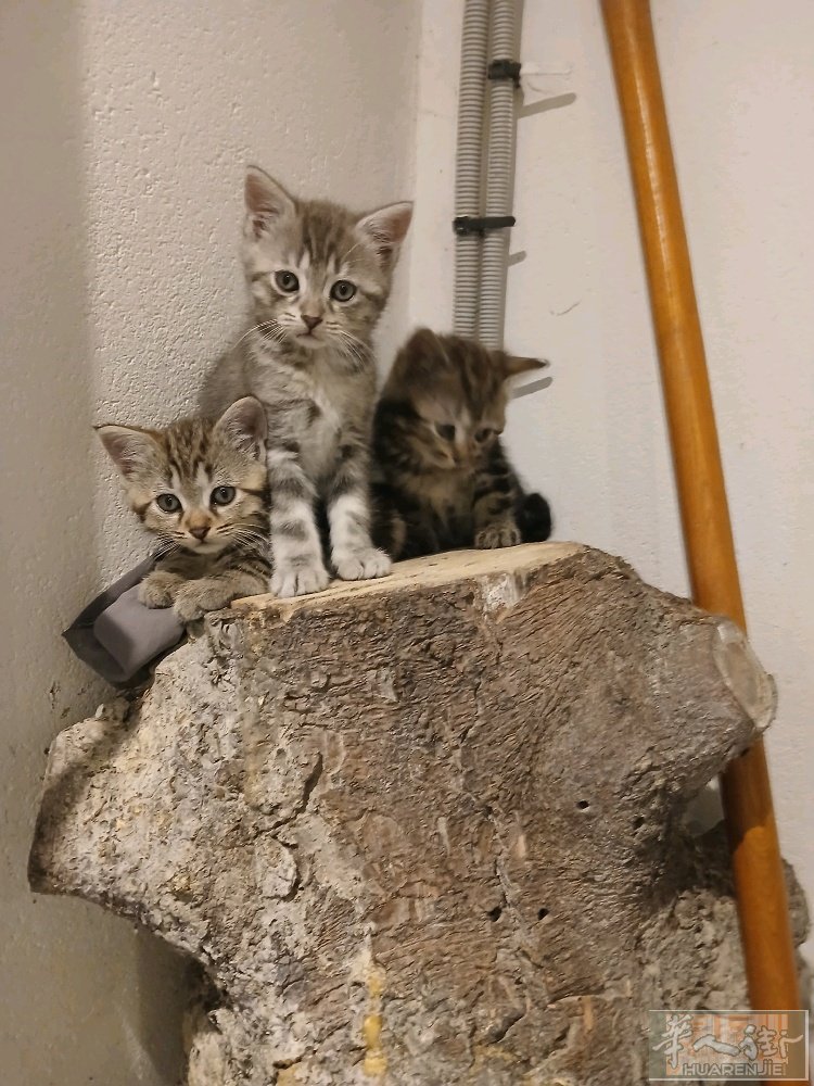 小公猫宝宝