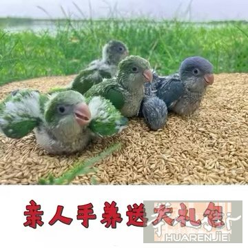 出和尚幼鸟