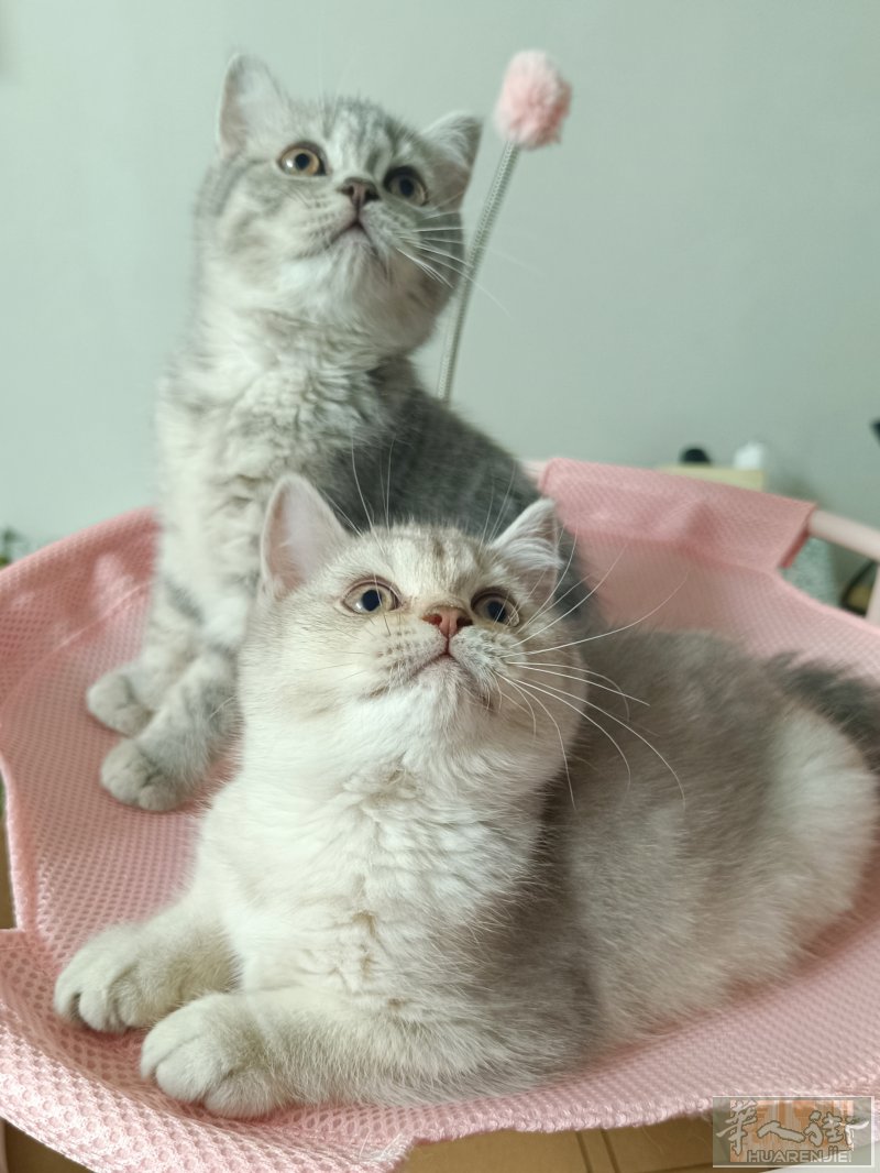 出售两个月大英短小奶猫