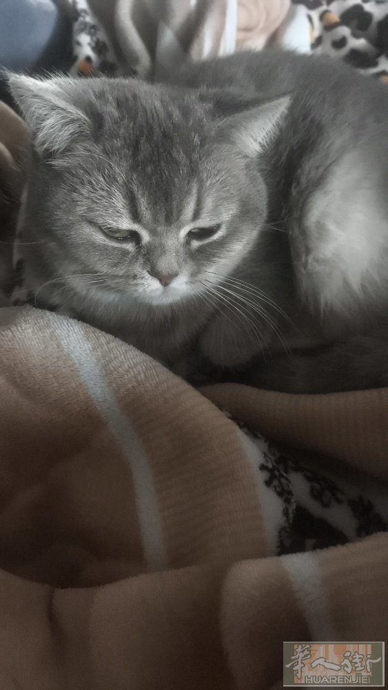 因为过敏英短毛猫转让