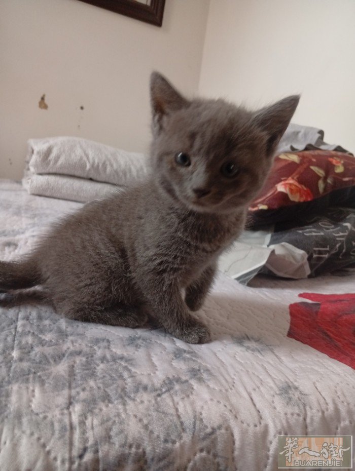 猫咪宝宝找主人