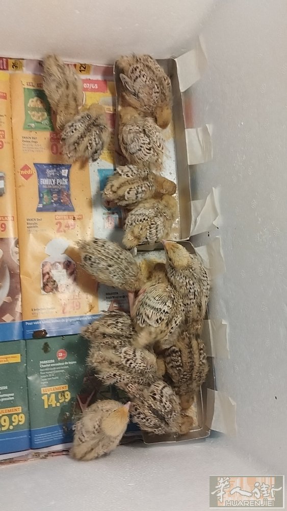 鹌鹑可以像小鸟一样当宠物养，还可以像养小鸡一样生蛋吃。不会飞跑可以拿在手上让孩子