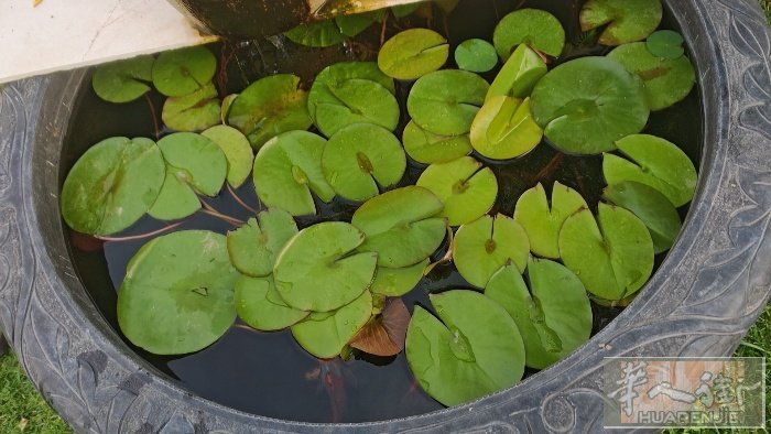prato 睡莲有人要吗 免费送 微信q3332677176