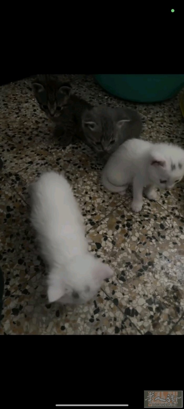 一个月多的小奶猫150一只英短混血有需要的加微信3388309125