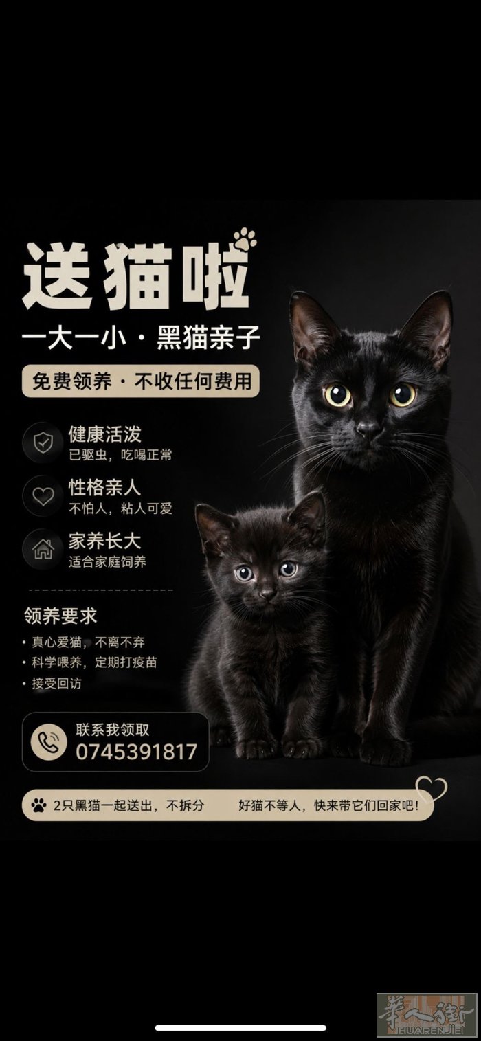 🐾 免费送养黑猫 🐾可以送上门，本人急回国  现有一大一小两只黑猫找新家，身