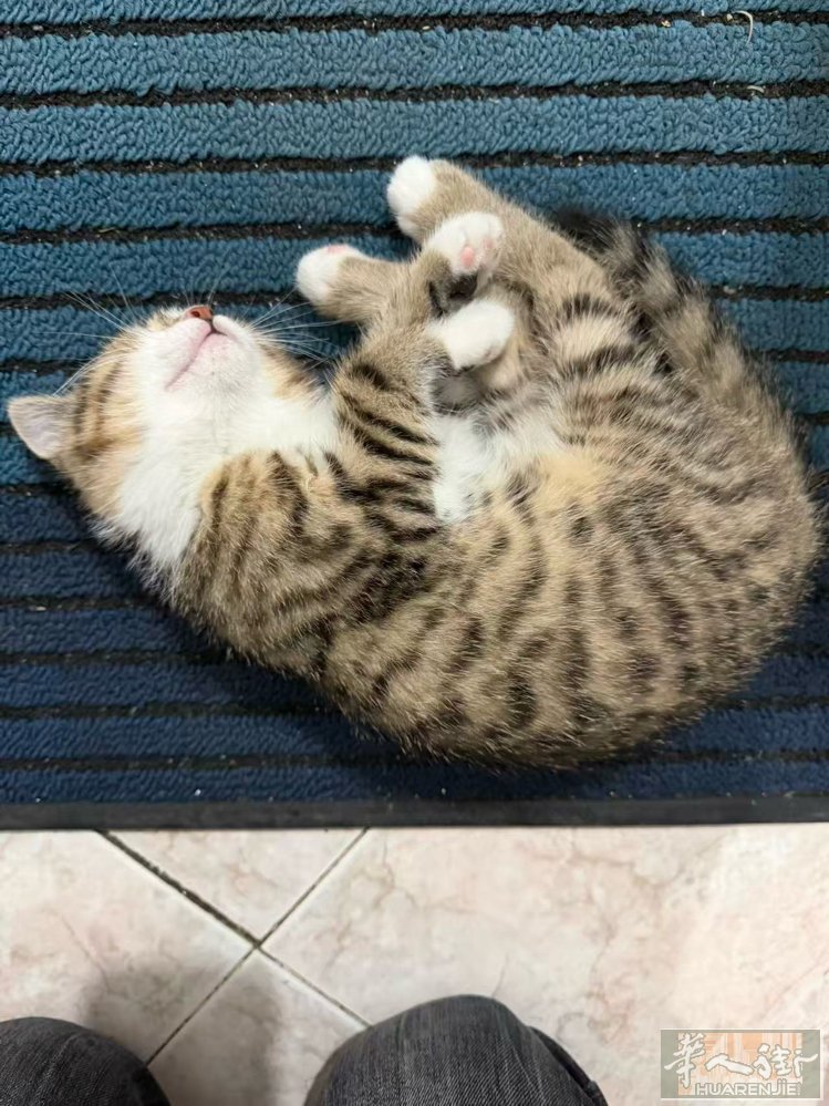 自家3个月雄性狸花猫找靠谱爱心领养人，无偿送养，分文不取！ 小公猫虎头虎脑，虎斑