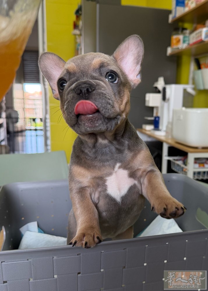 出售：纯法斗犬🐶  2️⃣个月左右幼犬 刚打完第一针疫苗💉 有疫苗小本本 狗