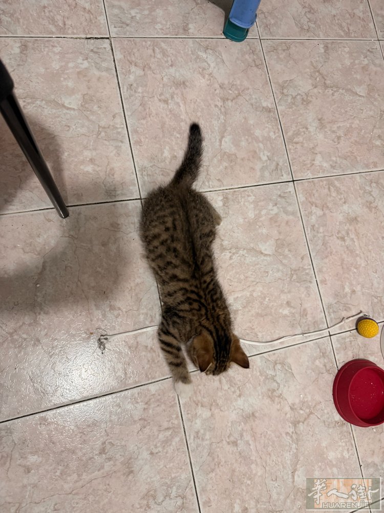 无偿寻领养｜三个月可爱公狸花猫，找长期安稳新家 家养小狸花弟弟，刚满三个月，标准