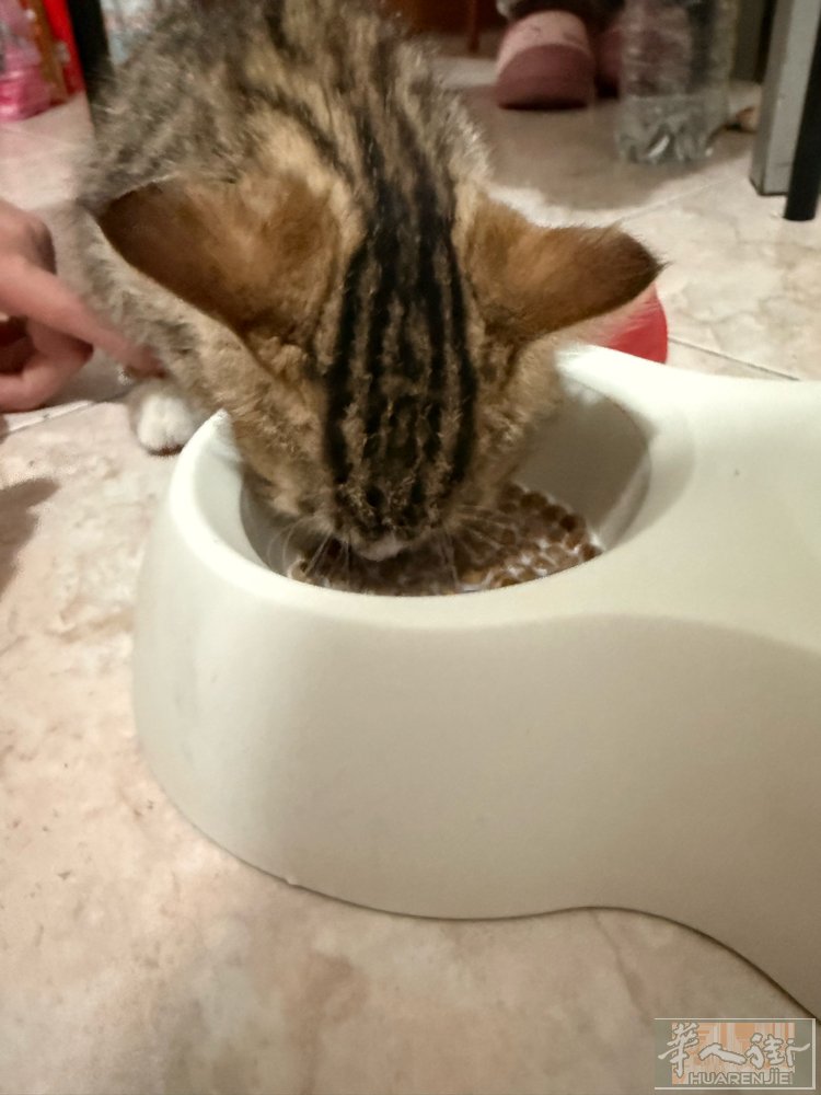 自家3个月公狸花猫，健康活泼、会用猫砂。因全天上班无人照看，免费领养不收钱。 猫