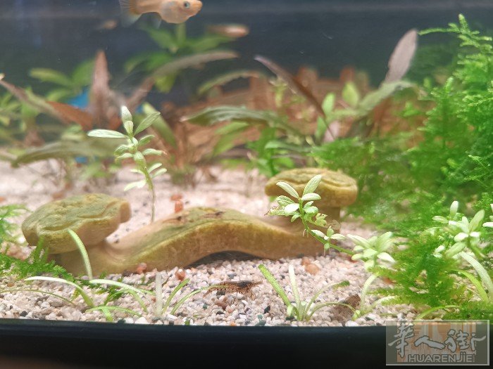 大巴黎villejuif出黑壳虾，吃藻吃鱼屎！皮实好养！1欧1只，10只起售！