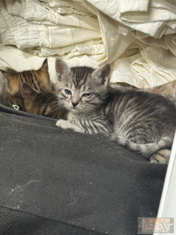 免费送一个月的小猫