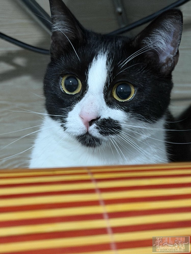 免费领养 奶牛猫一岁 小母猫 已教育 猫粮猫砂驱虫药都有 因个人原因无法续养pa