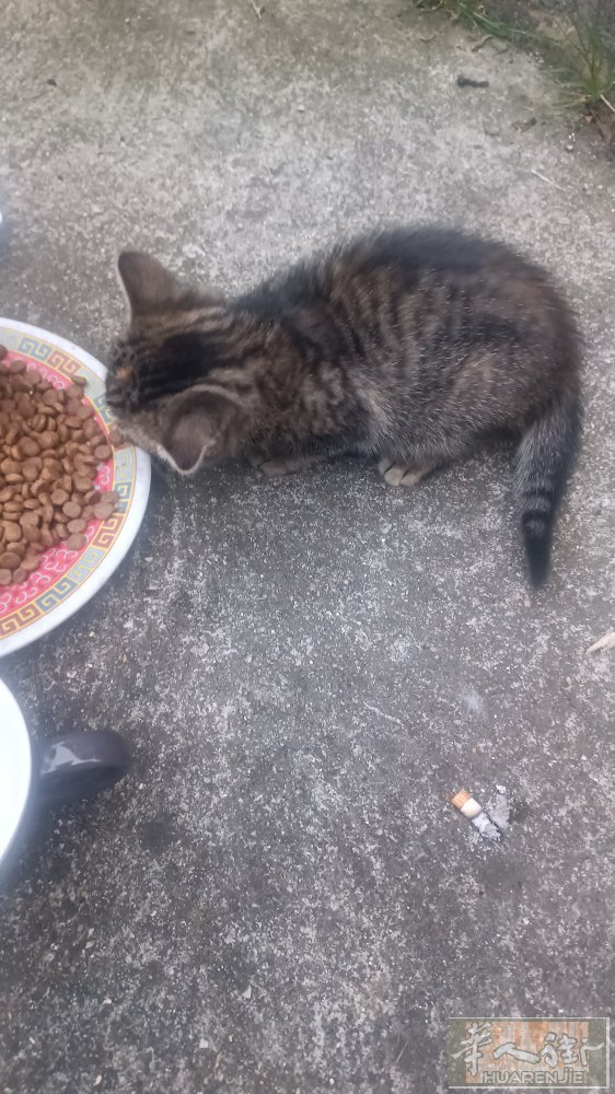自己家养的猫生的小猫，有一个多月了，可以吃猫粮，想要的话电话联系