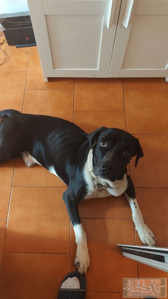 小拉布拉多犬免费送