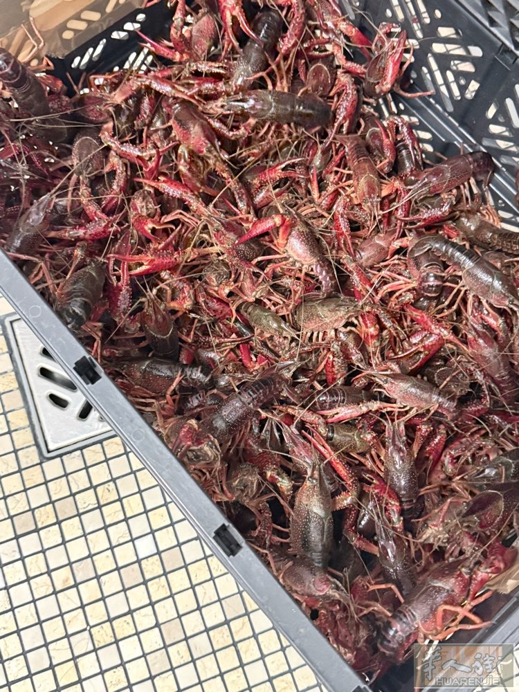 预定明天小龙虾，一共二十公斤，有要的快点联系，二十一公斤