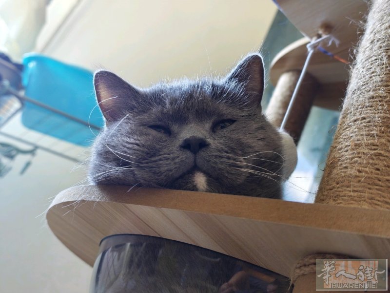 领养一只白手套蓝猫 因本人突然急事要回国 求有缘人领养能好好照顾它 公猫 已绝育