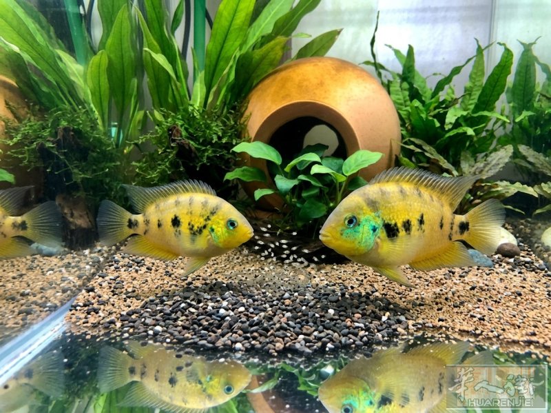 amatitlania altoflava 黄鹂公主