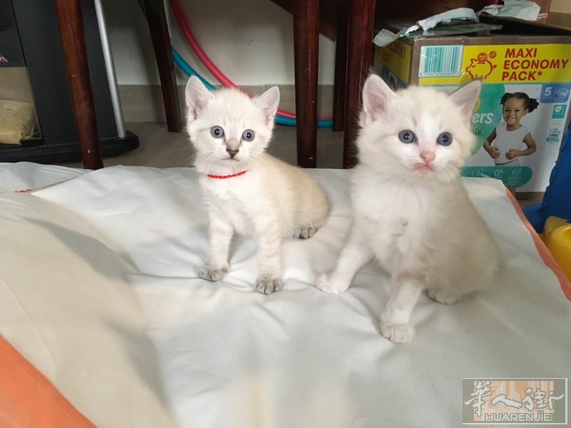 2个小猫🐱找主人