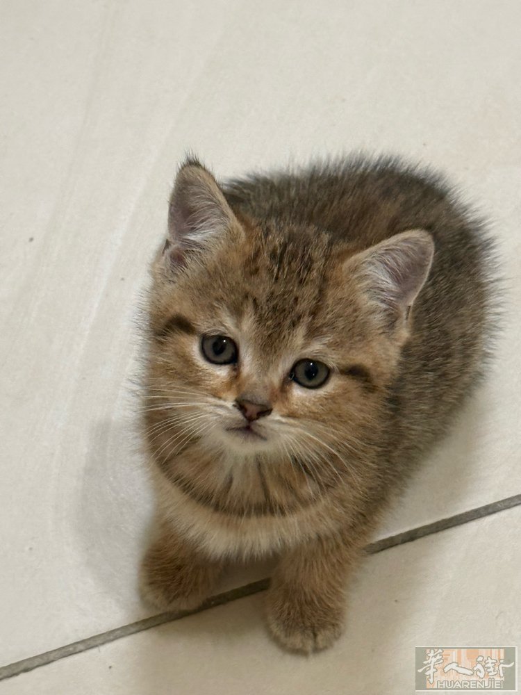 小猫找主人 . 猫妈妈是英短. 猫爸爸是橘猫.  性格很好. 非常粘人.