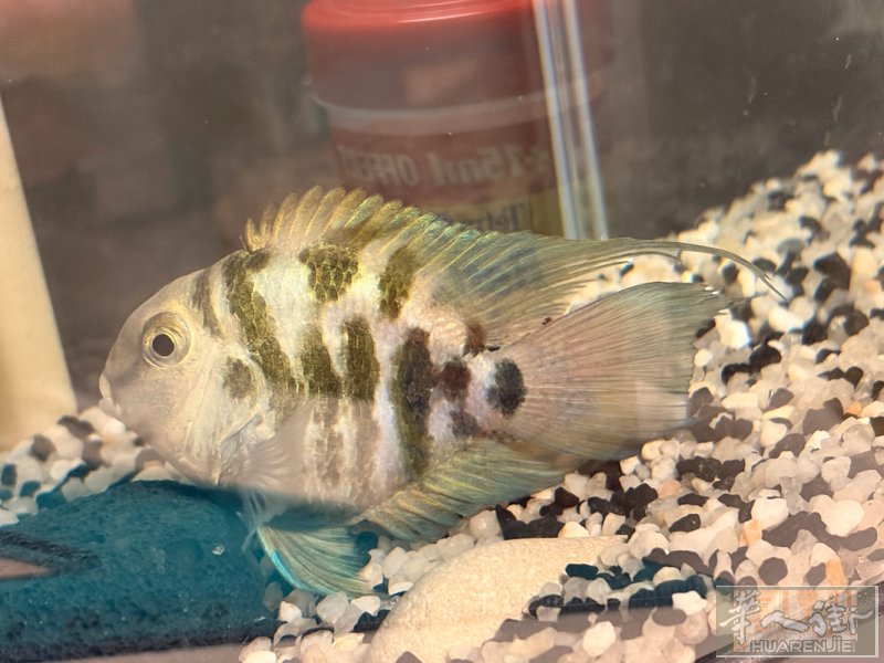 宝蓝色迷你鹦鹉鱼，约6–7cm，健康状态好，8欧元出。 感兴趣的请发短信: 07