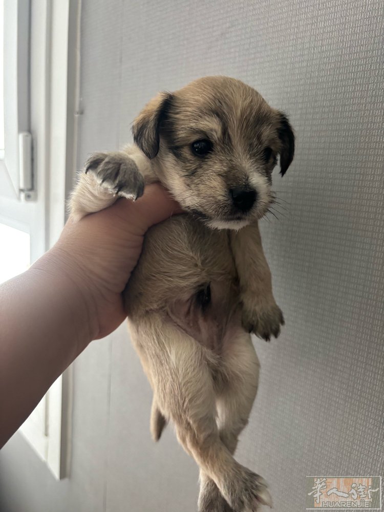 最后一只小型犬宝，200欧拿走吧！