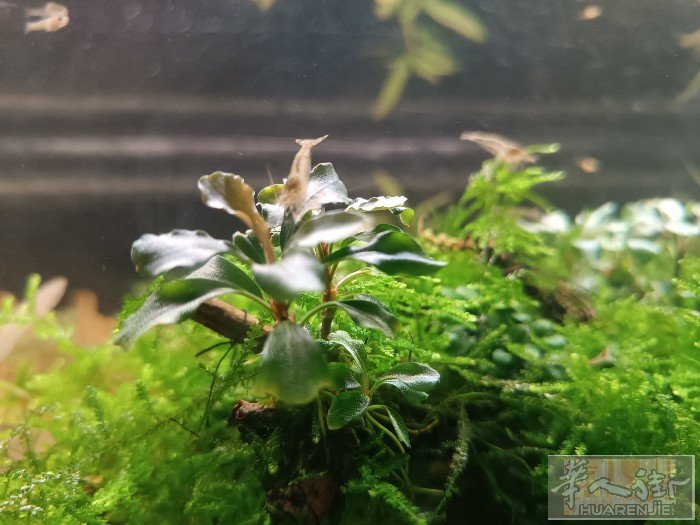 观赏虾
