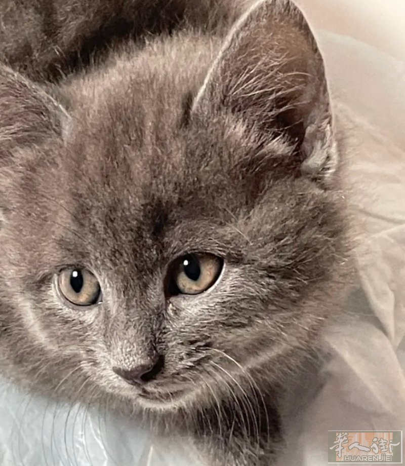 欧洲短毛蓝猫，250管送，微信Sera5698