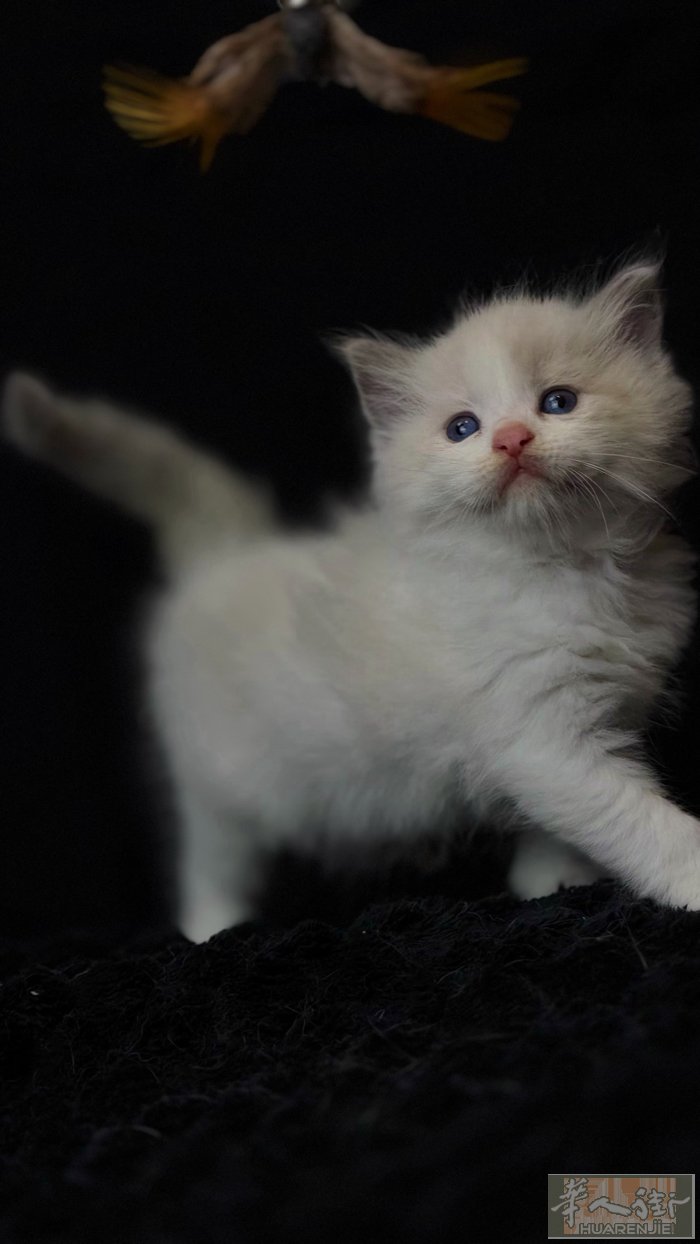 意大利Crisragdoll布偶猫舍 · 纯美新窝次开放预定