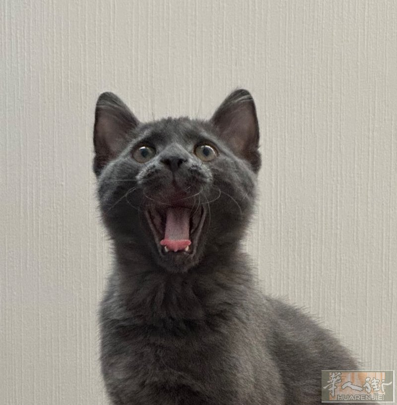 出售沙尔特蓝猫三个月特别亲人