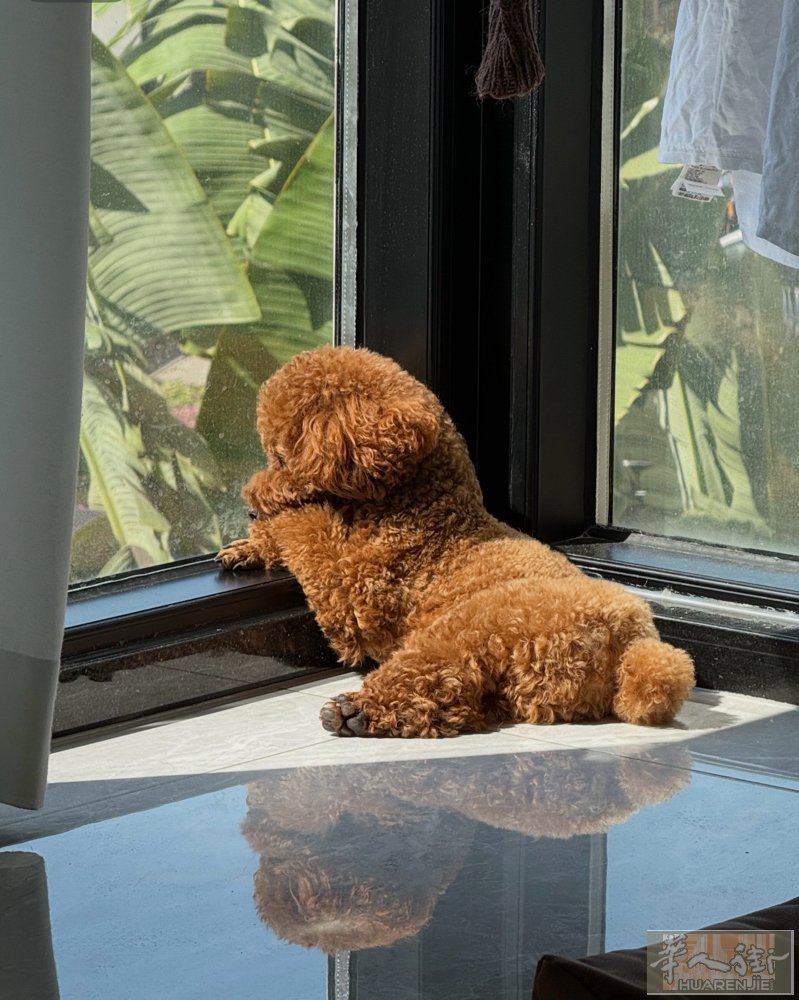 泰迪犬5个月