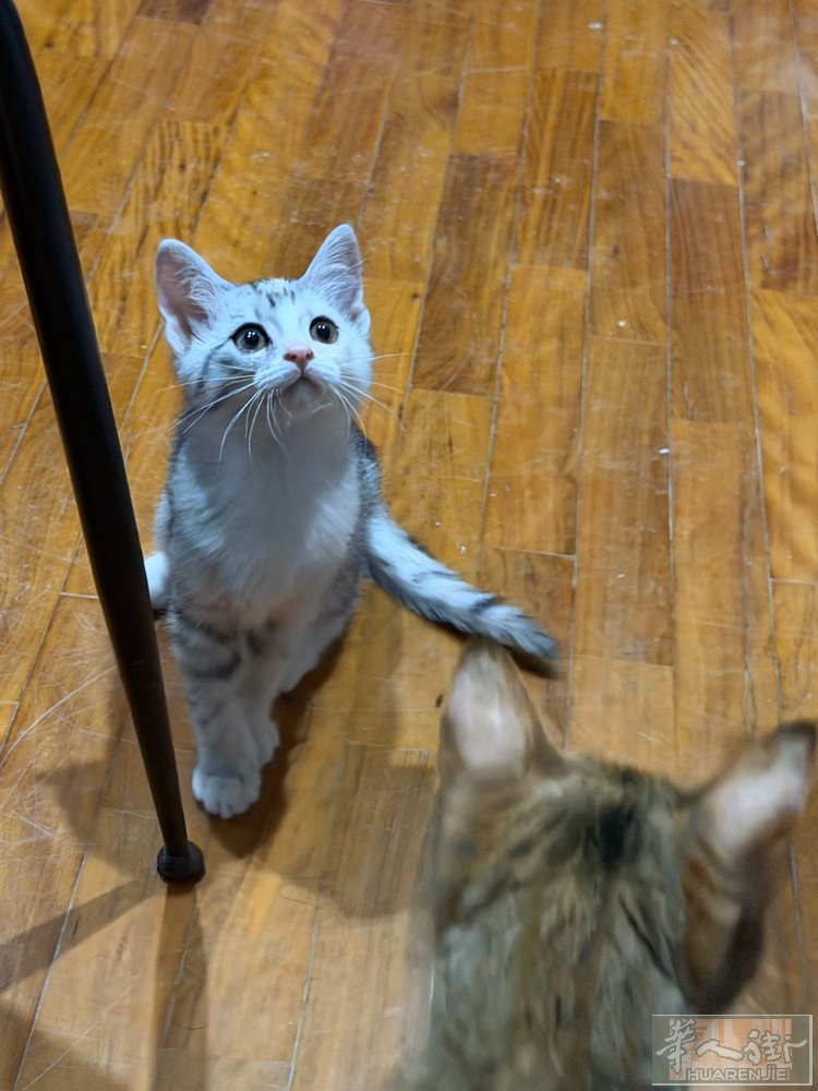 Empoli周边出小三花 （英短跟狸花猫串）两个月了 喜欢的联系wx Jessy