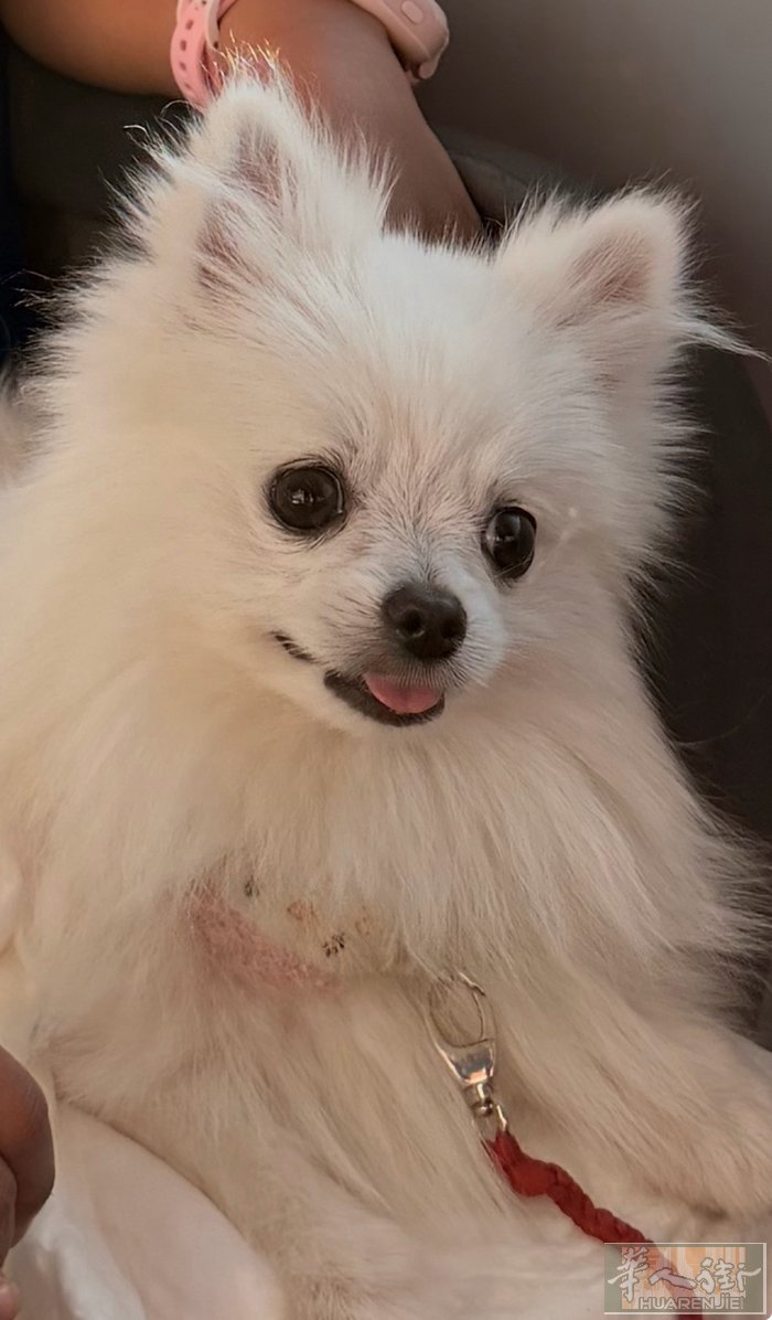 博美犬，