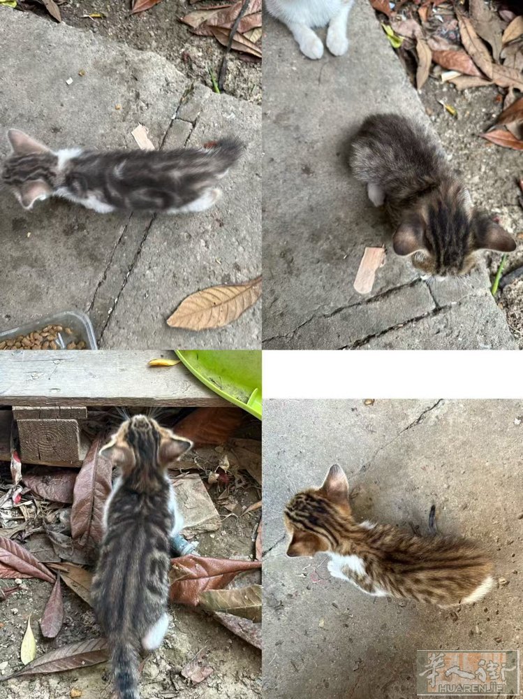 普拉托  卖小猫  20欧一只