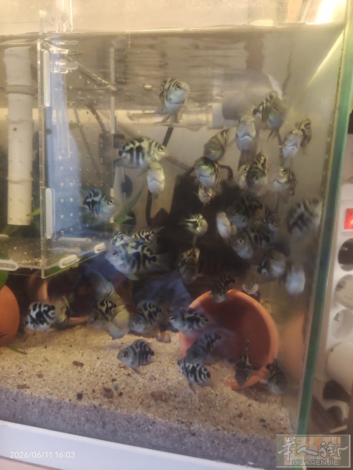 7月18号有一批宝蓝鹦鹉成年鱼，30欧一对。如有需要到时候请发短信。留言。